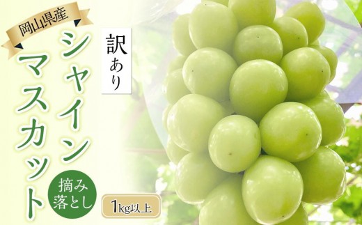 ぶどう 2026年  岡山県産 訳あり シャインマスカット 1kg以上 摘み落とし＜9月以降発送＞【葡萄 ぶどう シャインマスカット マスカット 家庭用 訳あり 岡山県 おすすめ 人気 新鮮 1kg】