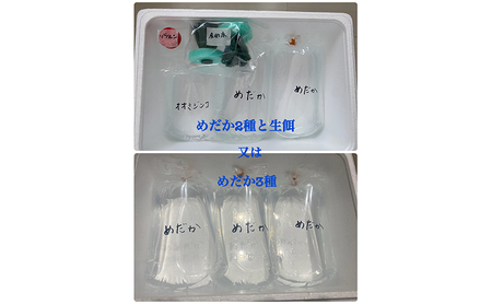 菊まるめだかの【いろ色めだか2種と生餌セット又はめだか3種セット】計12匹又は18匹 メダカ 幼魚～若魚 1.5～2.0cm ミジンコ ゾウリムシ いろ色めだか3種セット