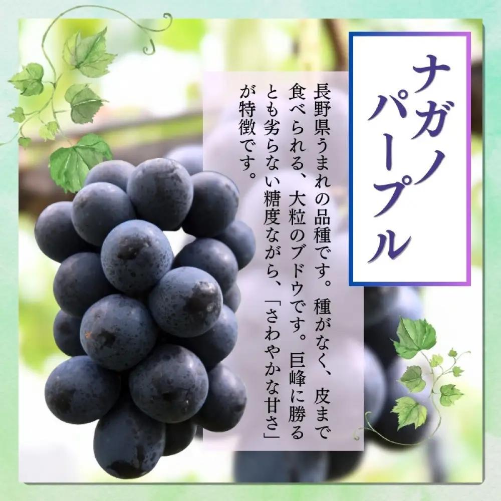 おかべ農園　長野市産 ナガノパープル（贈答用）2房【2026年9月上旬頃発送予定】  |ぶどう ぶどう