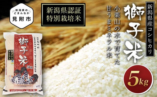 
            米 5kg 新潟県産 コシヒカリ 特別栽培米 令和6年産 「獅子米」 精米したてをお届け 新潟のど真ん中見附市 こしひかり 県認証米
          