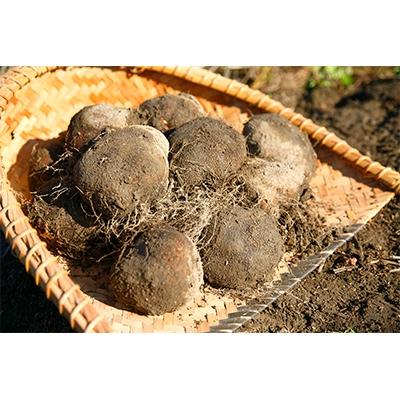 ふるさと納税 天理市 大和万葉の里「山の芋」　約2.5kg |  | 01