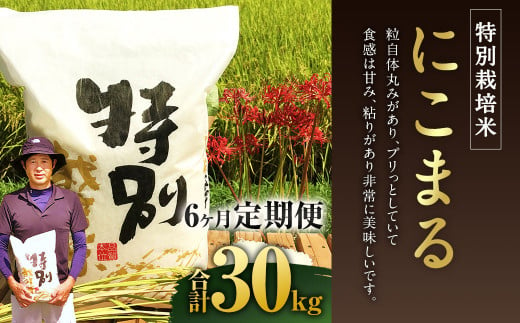 【6ヶ月定期便】相良村産 特別栽培米 にこまる 5kg  お米 白米