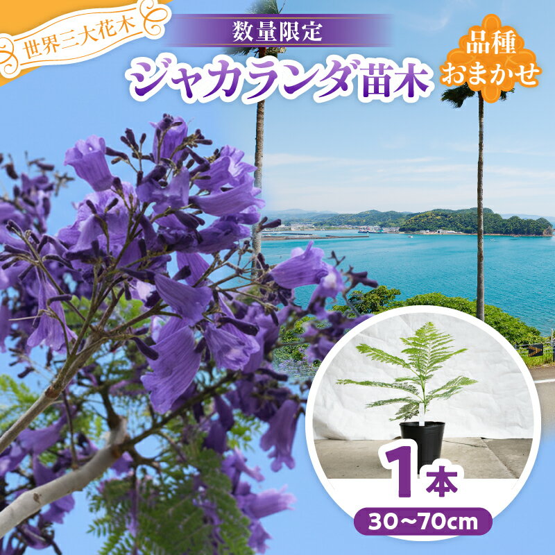 【ふるさと納税】≪世界三大花木≫ ジャカランダ 苗木 1本 30cm～70cm 期間限定 数量限定 紫雲木 花 植物 鉢植え 樹木 観賞用 園芸 国産 紫色 珍しい 希少 神秘的 贈り物 ギフト プレゼント お祝い 御祝 誕生日 記念日 ご褒美 人気 おすすめ 癒し 宮崎県 日南市 送料無料