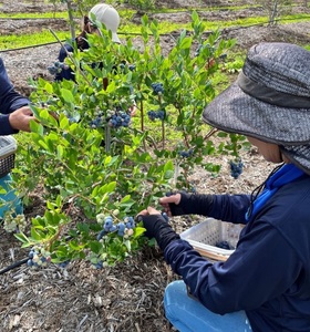 山梨県産（明野産）冷凍　ブルーベリー1,000g　ブルーベリー 冷凍 1000g 無農薬 期間限定 数量限定 フルーツ くだもの 冷凍フルーツ 新鮮 ジュース ジャム お菓子 山梨県 北杜市 明野町