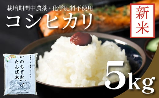 【2024年9月より順次発送】 令和6年産 新米 白米 コシヒカリ 5kg 栽培期間中無農薬 着日指定 指定可 四国 徳島 小松島 米 白米 精米したて ふるさと納税 おいしい kome お米 こめ おこめ こしひかり 白米 精米 国産 限定 ごはん ご飯 白飯 ゴハン ふるさと 安心 安全 人気 コスパ おすすめ 送料無料 国産 TKG 卵かけご飯 おにぎり いのち育む田んぼ米 生物多様性