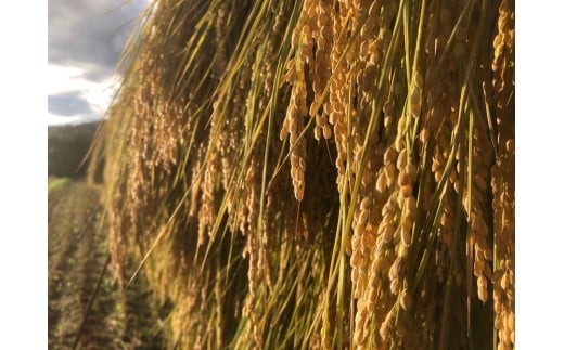 
                  天日干し　特別栽培米　玄米５kg
                