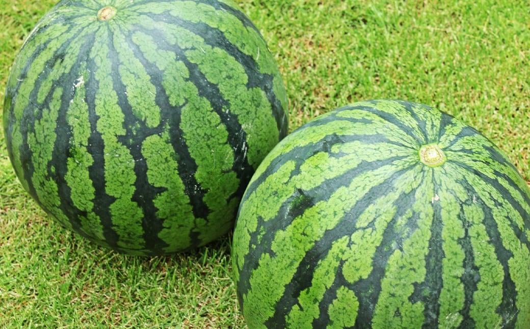 大玉すいか 2玉 3L以上 約16kg