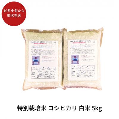 ふるさと納税 三条市 特別栽培米コシヒカリ 白米 5kg 令和7年産 [佐藤農産]【010S444】