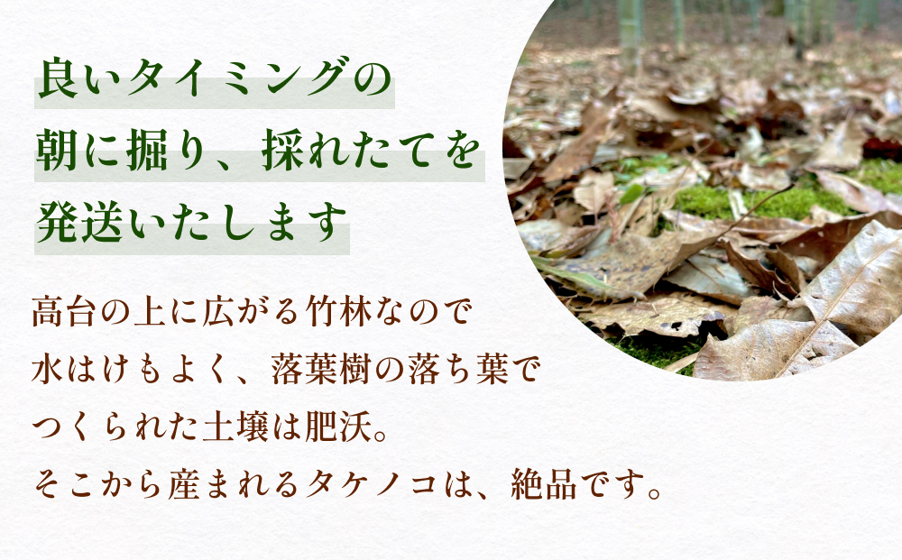 富山県産 旬の 天然 タケノコ 5kg 朝掘り 採れたて発送 ＜農