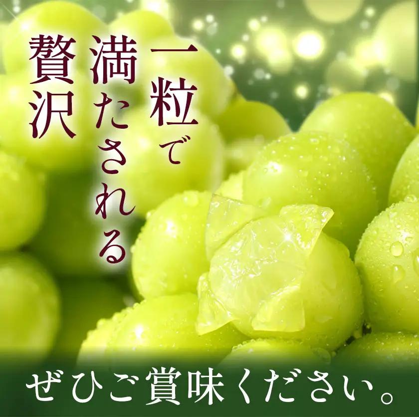 ぶどう シャインマスカット マスカット 2kg 《8月下旬-10月上旬頃出荷》