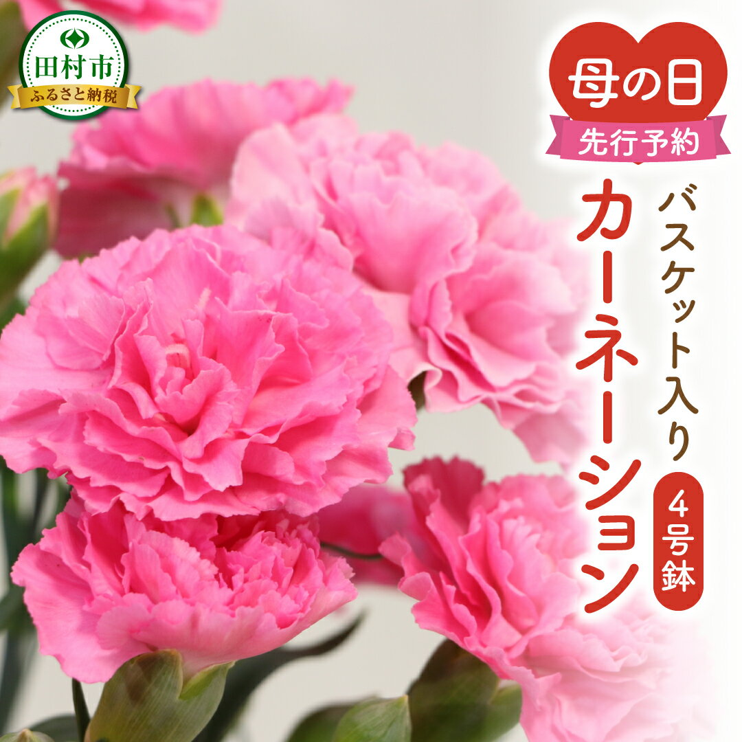 【ふるさと納税】＼先行受付 令和7年5月11日の母の日お届け：5月7日(水) 決済完了分まで！／ カーネーション 2種「 4号鉢 バスケット 入り 」 母の日直前にお届け 2025年 お母さんへの心を込めた贈り物 長持ち 鉢植え フラワーセット 福島県 田村市 フローラハシモト