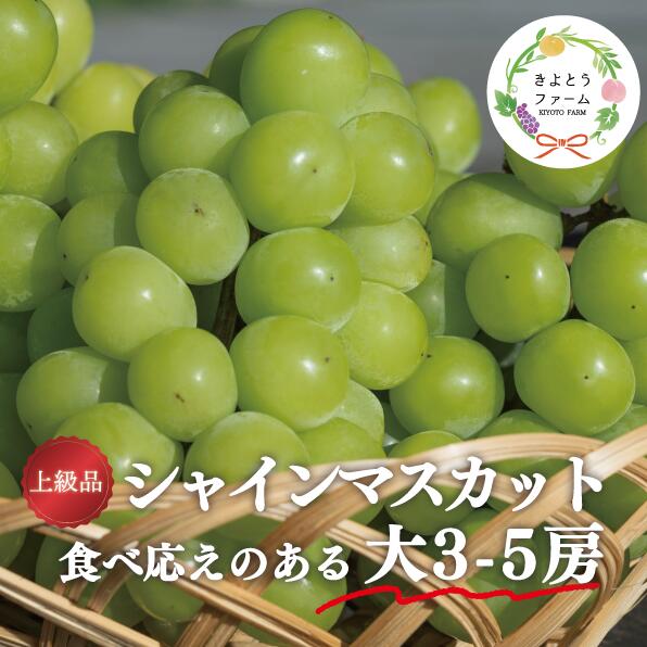 【ふるさと納税】 【きよとうファーム】シャインマスカット 上級品 大3-5房/計2.4kg〜(岡山県産) 【9月以降より順次発送予定】【配送不可地域：離島】 /　シャインマスカット 葡萄 ぶどう 果物 くだもの フルーツ 上級品 岡山県産 大人気