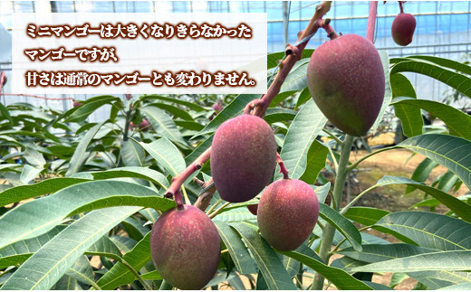 【数量限定追加】天城町産 島マンゴー園の完熟マンゴー【ご家庭用】1kg