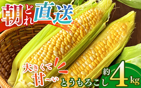 【奈良県産】太陽の微笑み とうもろこし約4kg | 野菜 やさい ヤサイ ベジタブル とうもろこし トウモロコシ 奈良県 五條市 スイートコーン 人気 朝採り 産地直送 甘い 送料無料 期間限定 コーン 黄色 鮮度 採れたて 新鮮 甘い 糖度 夏野菜 旬 お取り寄せ