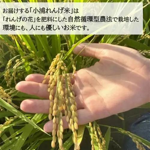 令和8年産(2026年産)新米!小浦れんげ米(にじのきらめき)【無洗米】3kg【1680199】