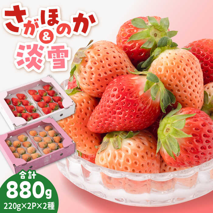 【ふるさと納税】【先行予約】赤白 いちご 豪華 食べ比べセット【岸川農園】農家直送 希少 苺 いちご イチゴ 白イチゴ 果物 フルーツ 淡雪 さがほのか 佐賀県 白石町 [IAP028]