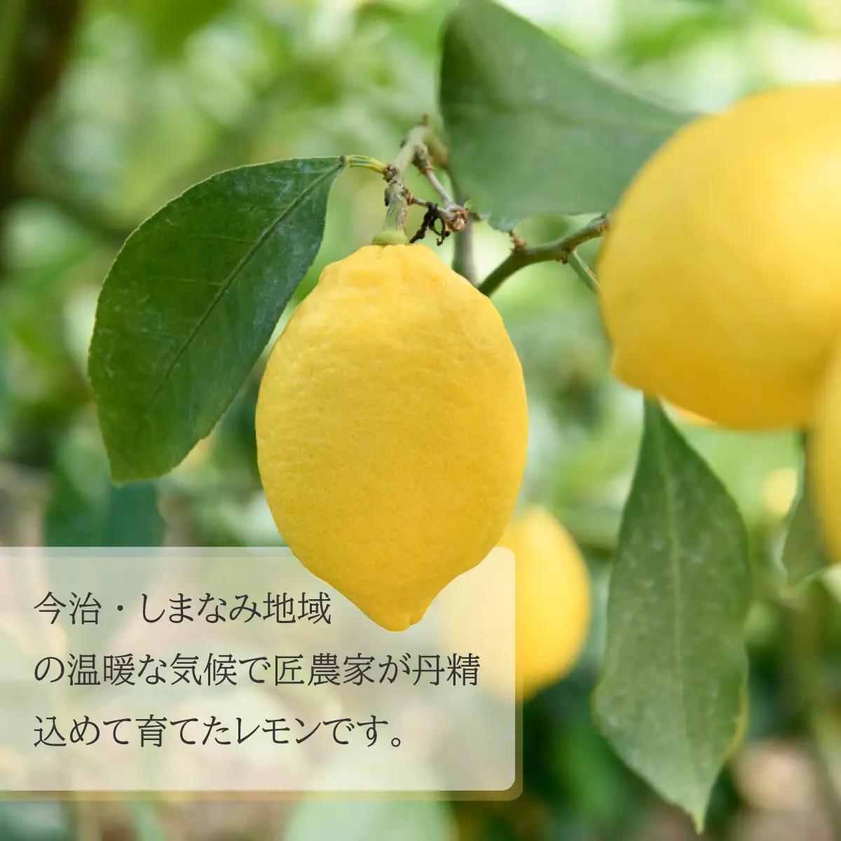 【先行予約】瀬戸内レモン 約10kg L～Mサイズ レモン