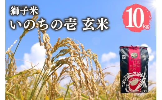 【令和7年産】獅子米 いのちの壱 玄米 10kg 岡田ファーム コンテスト受賞米 お米 米 おこめ ブランド米 10キロ 国産 単一原料米 コメ こめ ご飯 銘柄米 茨城県産 茨城 産直 産地直送 農家直送 ごはん 家庭用 贈答用 お取り寄せ 茨城県 石岡市 (B02-019)