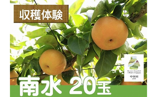 果物収穫体験【南水梨20玉】