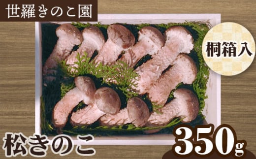 
No.152 松きのこ　約350g（桐箱入り） ／ キノコ 世羅ブランド品 広島県
