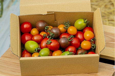 【先行予約】 カラフルミニトマト 『Ricotomato』 【1kg×6回定期便】 【2023年12月から出荷】 H-11