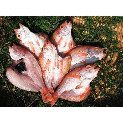 ふるさと納税 宮津市 丹後の魚屋おススメの高級のどぐろ一夜干し6枚(冷凍)