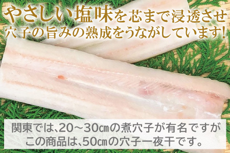 特大 あなご一夜干し 1尾  250g 「天女の羽衣」【250g 穴子干物 魚介類 魚 穴子 アナゴ 干物 特大 50cm 無添加 天日塩 新鮮 冷凍 真空パック 贈答  ギフト 父の日 母の日】