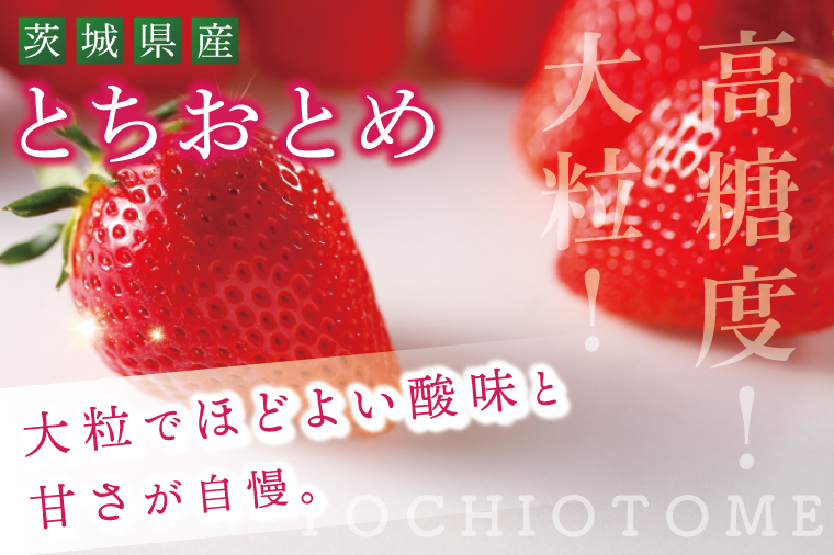 いちご とちおとめ やよいひめ イチゴ 苺 食べ比べ 定期便 JAなめがたしおさい直送 大粒 酸味 甘さ 減農薬 果物 フルーツ 冬 旬 【茨城県共通返礼品/行方市産】【先行予約｜2026年2月より順