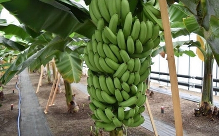 【雪国新潟産バナナ】6本（700g）濃厚な甘さともっちり食感！安心安全の越後バナーナ[ZC431]