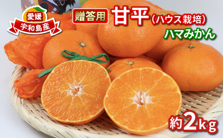 甘平 高級柑橘 2kg 贈答用 甘平 ハウス栽培 甘平 先行予約 ハマみかん 甘平甘平甘平 ハウスみかん B020-075006