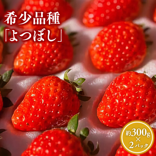 【2～4月発送】いちご よつぼし 約300ｇ×２パック