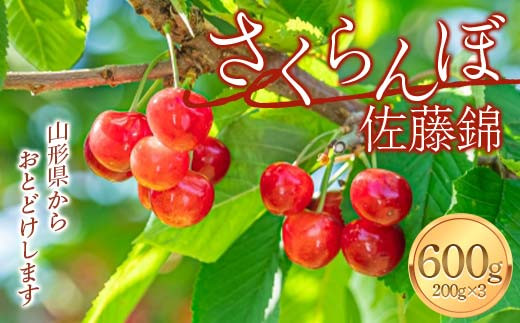 
            【令和7年度先行予約】 さくらんぼ（佐藤錦）600g（200g×3）FSY-2123
          