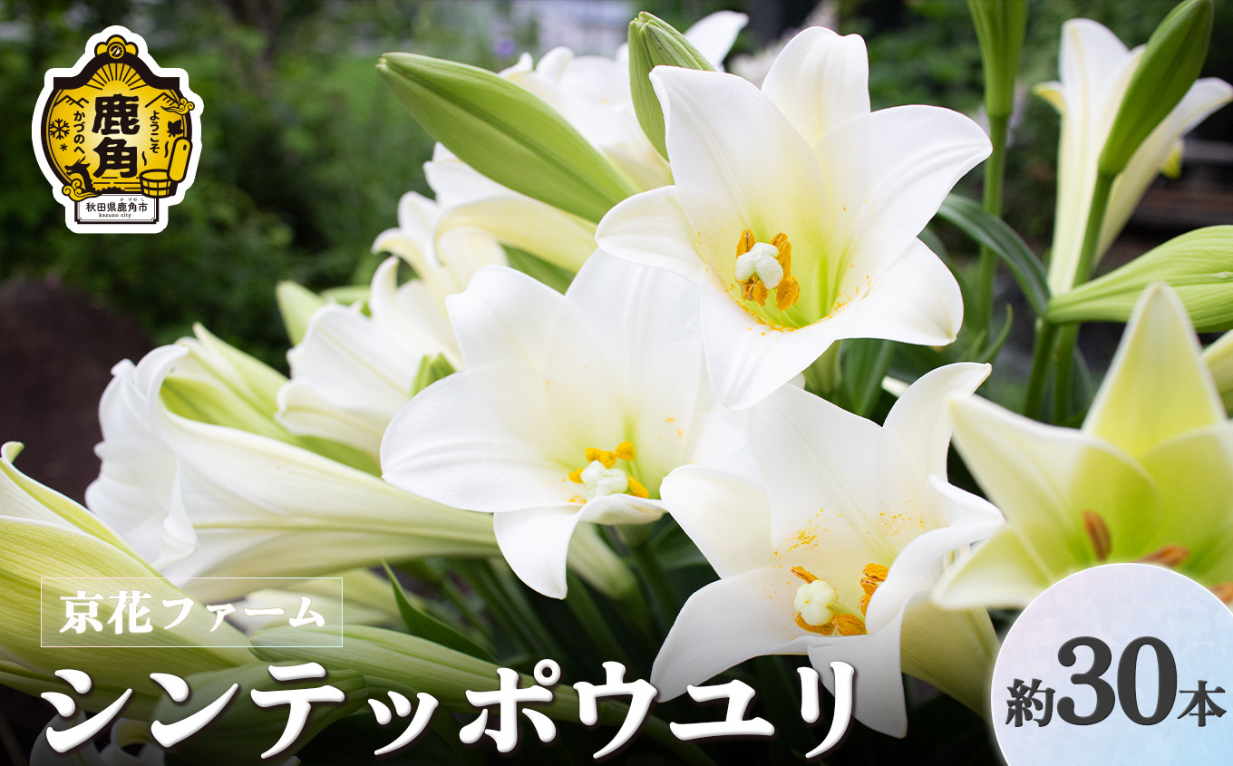 
            《先行予約》秋田県鹿角産「シンテッポウユリ」約30本入【京花ファーム】 生花 花 インテリア クール便 お盆 お彼岸 白百合 上品 プレゼント お土産 贈り物 贈答用 家庭用 グルメ ギフト 故郷 秋田 あきた 鹿角市 鹿角 送料無料 
●2025年7月下旬発送開始 
          