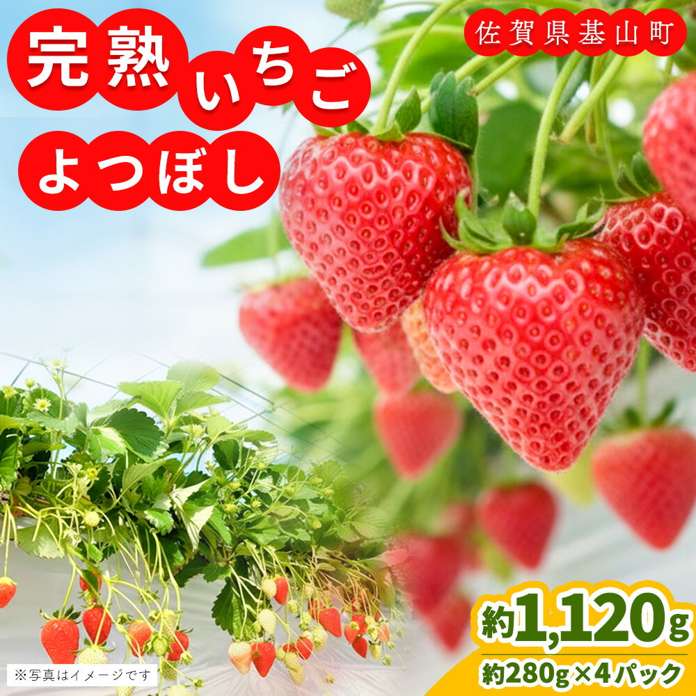 【ふるさと納税】【先行受付 2026年1月より発送】【農場直送！】よつぼし(約280g×4P)【ふるさと納税 基山町産 いちご イチゴ 朝採れ 完熟果】K100002