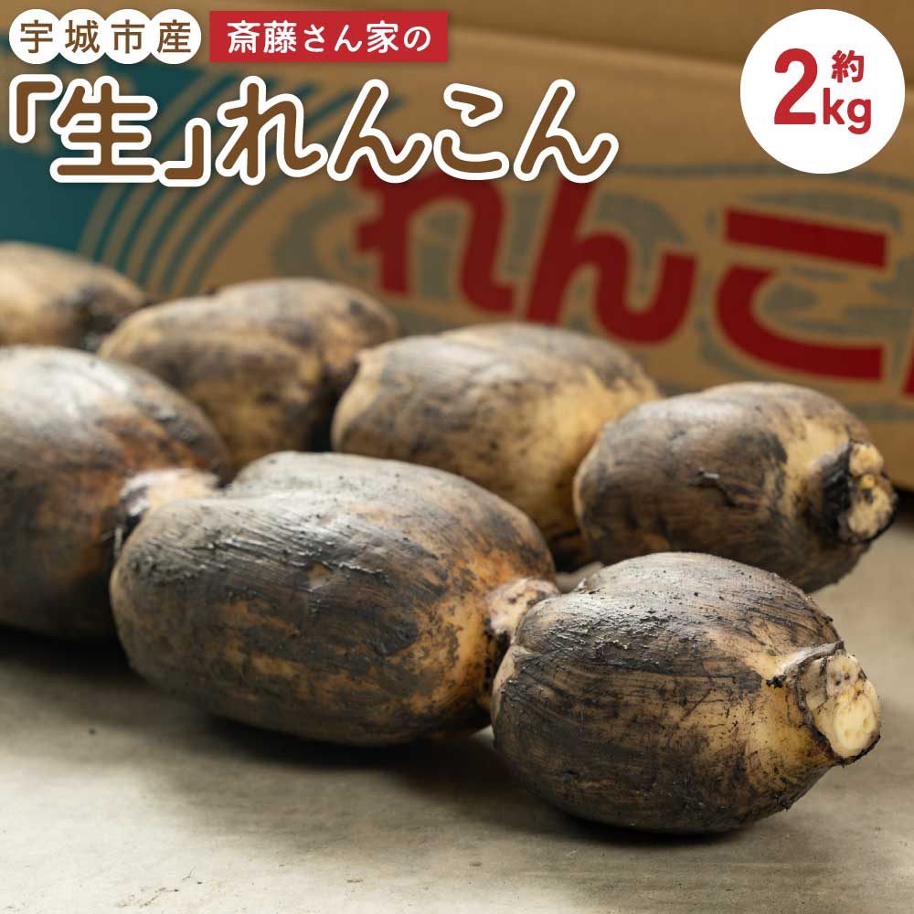 【ふるさと納税】 レンコン 斎藤さん家の「生」れんこん 約2kg (約2〜3本 節数：8〜10節） 【2025年9月上旬〜2026年3月上旬発送予定】泥付き 産地直送 蓮根 熊本県産 国産 九州 熊本県 宇城市 送料無料 株式会社 斎藤さん家