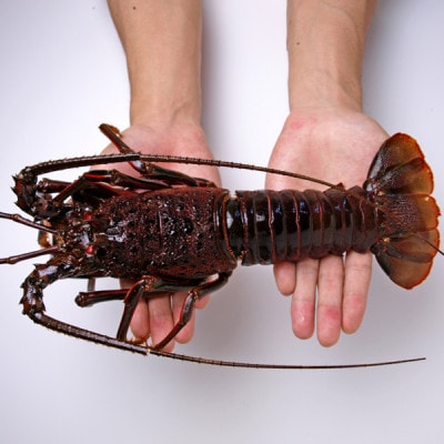 活〆冷凍伊勢海老 1.2kg【配送不可地域：離島】