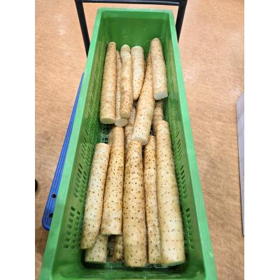 ふるさと納税 つがる市 訳あり ながいも 約4kg (洗い)[0943] |  | 02