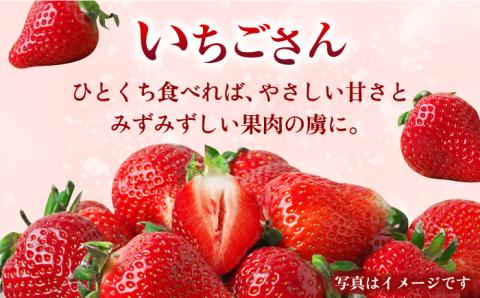 【1月より配送・やさしい味わい】いちごさん 平パック 4P 約1kg 吉野ヶ里町/リエンサーク [FCC003]