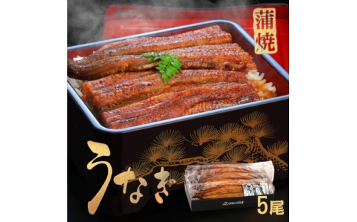 《5尾入》うなぎ蒲焼　化粧箱入り　地元老舗うなぎ加工会社より真空でお届け!【1696791】