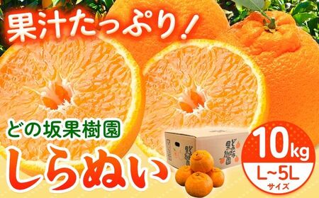熟成貯蔵 不知火 約10kg しらぬい 不知火