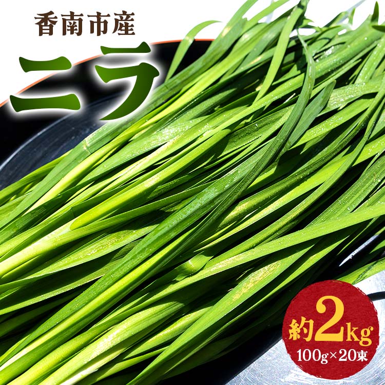 香南市産 ニラ 約2kg（100g×20束）- にら 韮 香味野菜 やさい 葉物 新鮮 生 料理 もつ鍋 餃子 饅頭 キムチ チヂミ 炒め物 おひたし 直送 国産 肉厚 高知県 on-0011