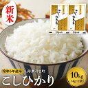 【ふるさと納税】【 令和6年産 米 】 こしひかり 10kg 山形県産 先行予約 新米 コシヒカリ 発送時期が選べる 2024年産 精米 白米 お米 こめ ごはん ご飯 お取り寄せ 予約 山形 産地直送 送料無料 山形県 河北町【米COMEかほく協同組合】