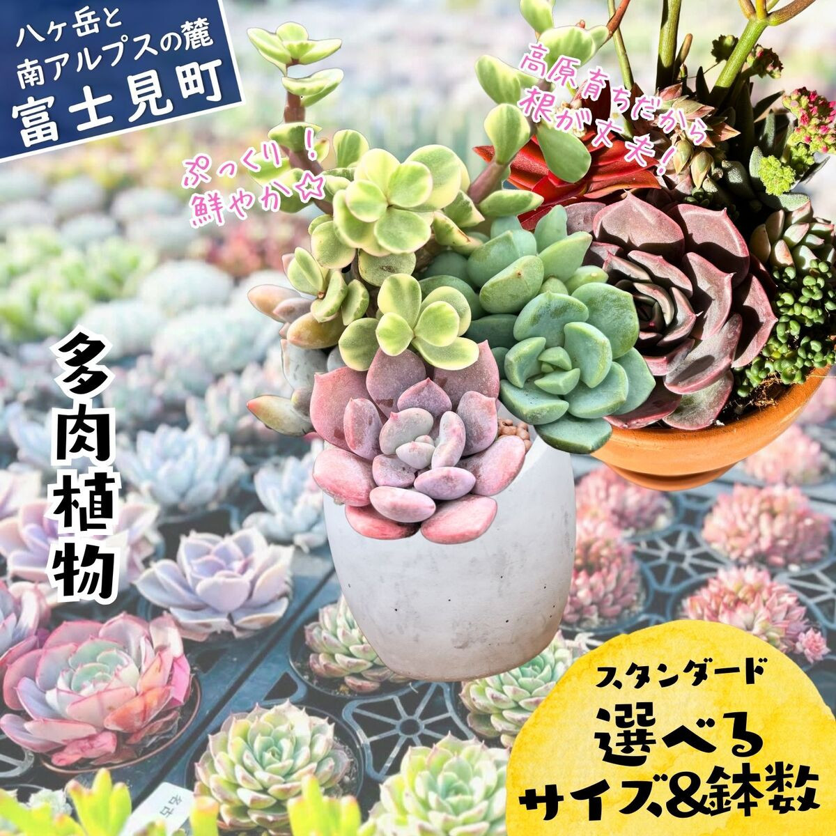 
            八ヶ岳育ち 多肉植物 スタンダードコレクション ラベル付き おまかせ詰合せ 選べるサイズと鉢数 2号～3.5号 5鉢～24鉢 インテリア植物 寄せ植え ギフト プレゼント おしゃれインテリア 高冷地育成
          