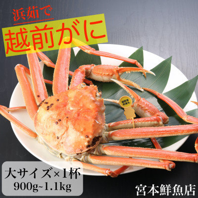【2024年11月中旬頃より順次発送】〈浜茹で〉越前がに　大サイズ×1杯【配送不可地域：離島・北海道・沖縄】【1510196】