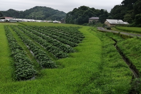 【先行予約受付中】 紅はるか 3kg 農薬 化学肥料 不使用 さつまいも 芋 いも 紅はるか 高知県産 甘い 詰め合わせ 