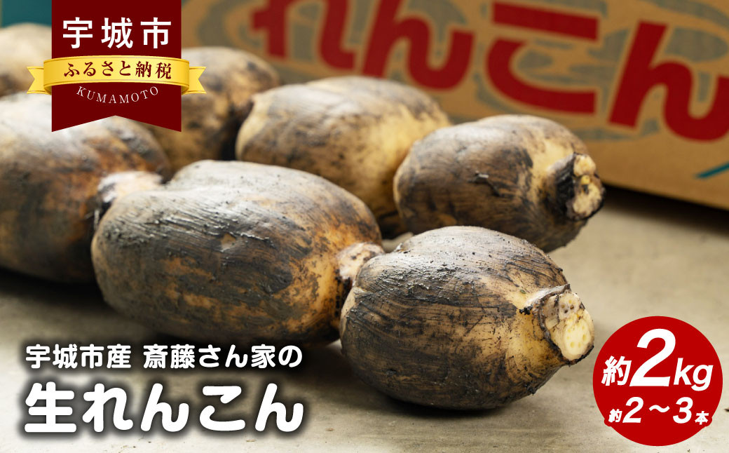 斎藤さん家の「生」れんこん 約2kg