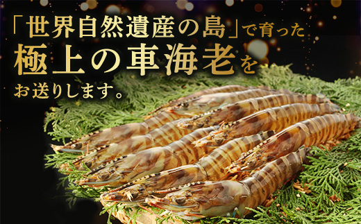 冷凍車えび400g 贈答箱入り 活〆車海老 車えび エビ 魚介 海鮮 奄美大島 宇検村 鹿児島