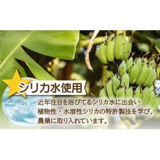特許製法で作るシリカ水で栽培する特別な「島バナナ」OI-6