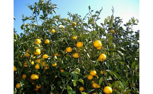 和歌山由良町産さつきはっさく 約5kg 秀品 サイズおまかせ (Ｌまたは２Ｌいずれかお届け) ［SL3］