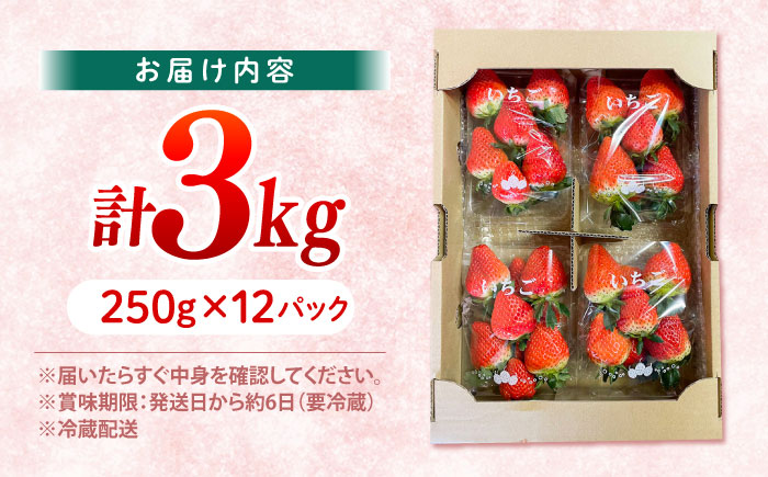西海市産 いちご かおりの 計3kg（250g×12パック）＜武藤農園＞ [CFV003] 長崎 西海 いちご 苺 イチゴ 3kg 贈答 ギフト